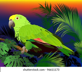 tropical birds (parrots vector image)