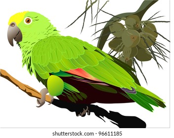 tropical birds (parrots vector image)