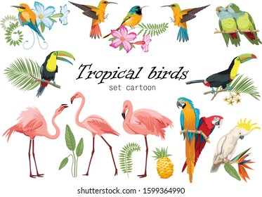 Tropical birds set. Cartoon character design toucan, parrot ara, hummingbird, Cute flat vector illustration isolated on white. Brazilian icon. Wild animal set