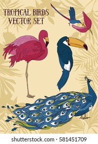 Tropical birds, set of vector illustrations