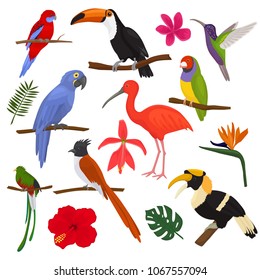 Tropical birds vector exotic parrot toucan and hummingbird with palm leaves illustration set of fashion birdie ibis or hornbill in flowering tropics isolated on white background