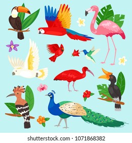 Tropical birds vector exotic parrot or flamingo and peacock with palm leaves illustration set of fashion birdie ibis or hornbill in flowering tropics isolated on background