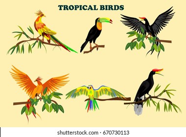 Tropical birds vector set isolated