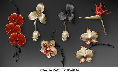 Tropical black, red and gold flower on dark background vector set. Beautiful botanical isolated design element, golden tropic jungle plants, exotic scarlet orchids, strelitzia and medinilla magnifica