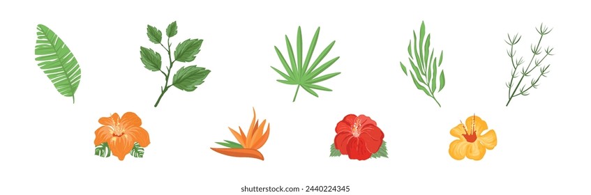Tropical Blooming Flora and Botany Plant Vector Set