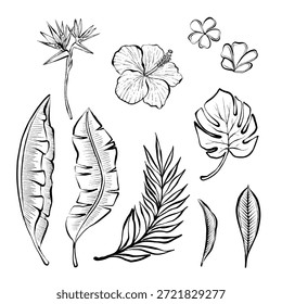 Elementos botânicos tropicais definidos com folhas e flores em ilustração de linha vetorial detalhada, sobre fundo branco, coleção gráfica limpa ideal para logotipos, impressões, embalagens, cartazes e marcas.