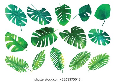Tropical botanical leaves collection. Vector isolated elements on the white background.Jungle plants. Monstera and palm leaves