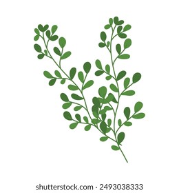 Tropical botanical palm leaves illustration on white.