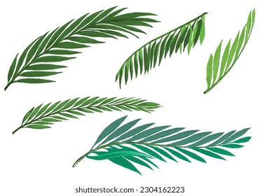 	
Tropical botanical palm leaves set design