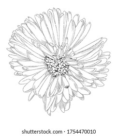 Tropical, botany flower line art, illustration