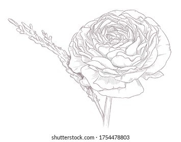 Tropical, botany flower line art, illustration