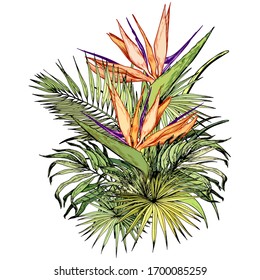 Tropical bouquet with exotic strelitzia flowers. Paradise Bird floral composition. Hand drawn vector illustration isolated on white.