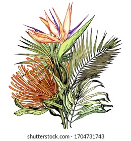 Tropical bouquet with Pincushion protea, Paradise bird flowers and green palm leaves. Hand drawn vector illustration isolated on white.