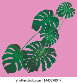 Tropical branch with green leaves of Monstera vector on pink background