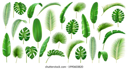 Tropical branches and leaves large collection. Isolated set of leafage of palms and palmetto, banana and monstera, jungles and foliage decor, vegetation of jungles. Realistic 3d cartoon vector