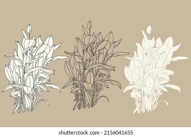 Tropical bush illustration. Cartoon ornamental plants. Vector illustration