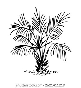 Tropical bush, palm tree, plants and nature. Simple vector drawing with black outline. Ink sketch.