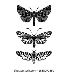 Tropical butterflies isolated on white. Vector hand drawn illustration of insects with wings. Collection of exotic moths for packaging, label, logo, icon design. Vintage detailed sketch.