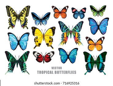 Tropical butterflies set. Vector isolated elements on the white background.