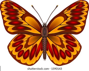 Tropical butterfly