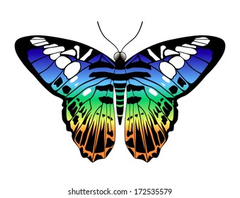 Tropical butterfly