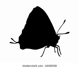 Tropical butterfly