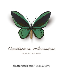 tropical butterfly - birdwing, Ornithoptera alexandrae, with beautiful blue, green wings. Vector isolated insect illustration on white background in realistic style. Summer illustration