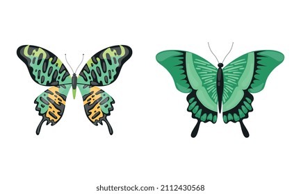 Tropical Butterfly with Brightly Coloured Wings Vector Set