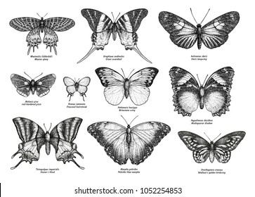 Coleção de borboletas tropicais, ilustração, desenho, gravura, tinta, linha de arte, vetor