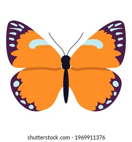 Tropical butterfly with colorful wings isolated on white background. Flying moth, exotic spring insect. Colored beautiful butterfly vector illustration.