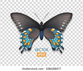 A tropical butterfly isolated on a transparent background, insects, 3d. Vector illustration.