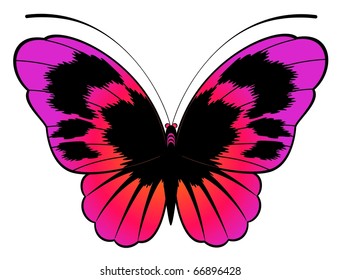 Tropical butterfly are isolated on a white background.
