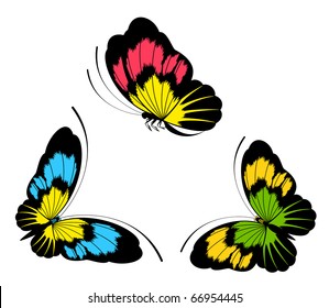 Tropical butterfly is isolated on a white background