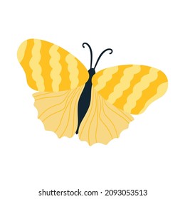 Tropical butterfly moth with multicolored wings and antennae isolated on a white background. Flying moth top view. An exotic spring insect. Vector illustration flat style