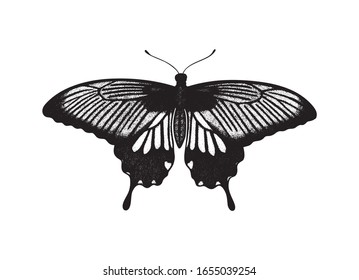 Tropischer Schmetterling Papilio Lowi (Schwalbenschwanz, Gelber Mormon). Handgezeichnete Insekten. Vektorillustration Sketch detaillierte Illustration.