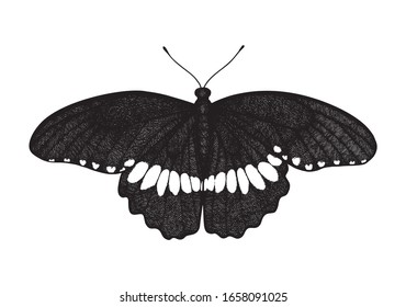 Tropical butterfly Papilio Polytes (Swallowtail, Common Mormon). Hand drawn insects. Vector sketch detailed illustration.