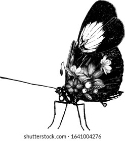 tropical butterfly sitting side view decorated with flowers and leaves, sketch vector graphics monochrome illustration on white background