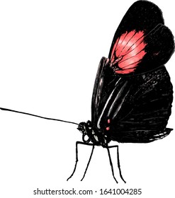 tropical butterfly sitting side view, sketch vector graphics color illustration on white background