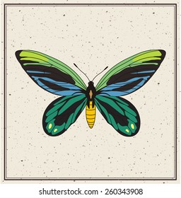 tropical butterfly - vector illustration