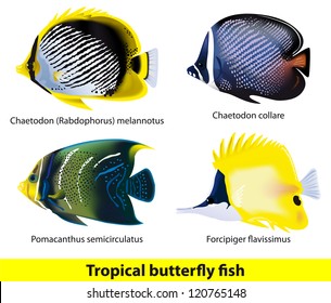 Tropical butterflyfish set. Vector illustration.