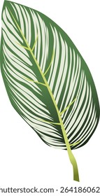 Tropical Calathea Leaf Vector with Green and White Stripes. Perfect for botanical designs, tropical themes, and indoor plant graphics