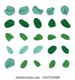 Tropical calathea leaves set. Botanical hand drawn exotic pattern leaf. Template elements for foliage nature eco design. Vector illustration