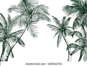 Tropical card with green palm trees. Hand drawn vector illustration.