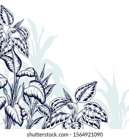 Tropical card with sketchy calathea leaves. Hand drawn vector illustration.