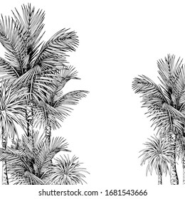 Tropical card template with coconut palms. Black and white ink liner drawing. Vector illustration isolated on white.
