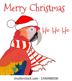 Tropical Christmas vector set parrot in Santa hat and scarf vector set with calligraphy design elements