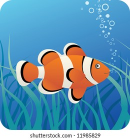 Tropical clown fish under water