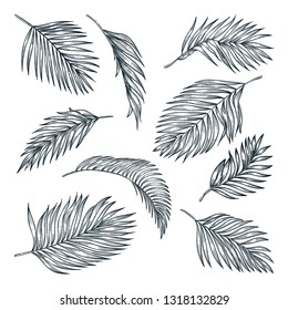 Tropical coconut palm leaves set, isolated on white background. Vector sketch illustration. Hand drawn tropic nature and floral design elements.