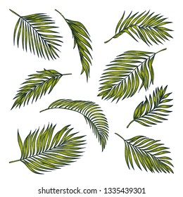 Tropical coconut palm leaves set, isolated on white background. Vector color sketch illustration. Hand drawn tropic nature and floral design elements.