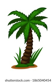 Palmera de coco tropical aislada de fondo blanco